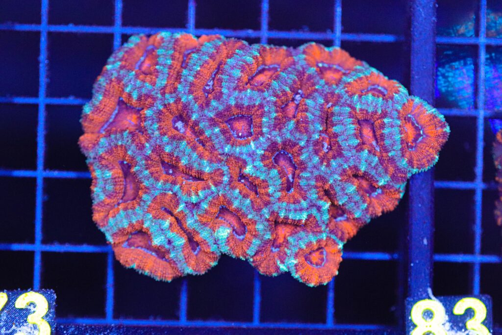 Frag Box Corals