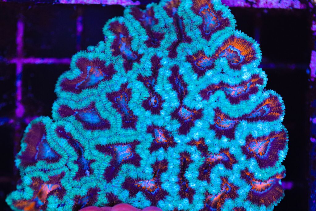 Frag Box Corals