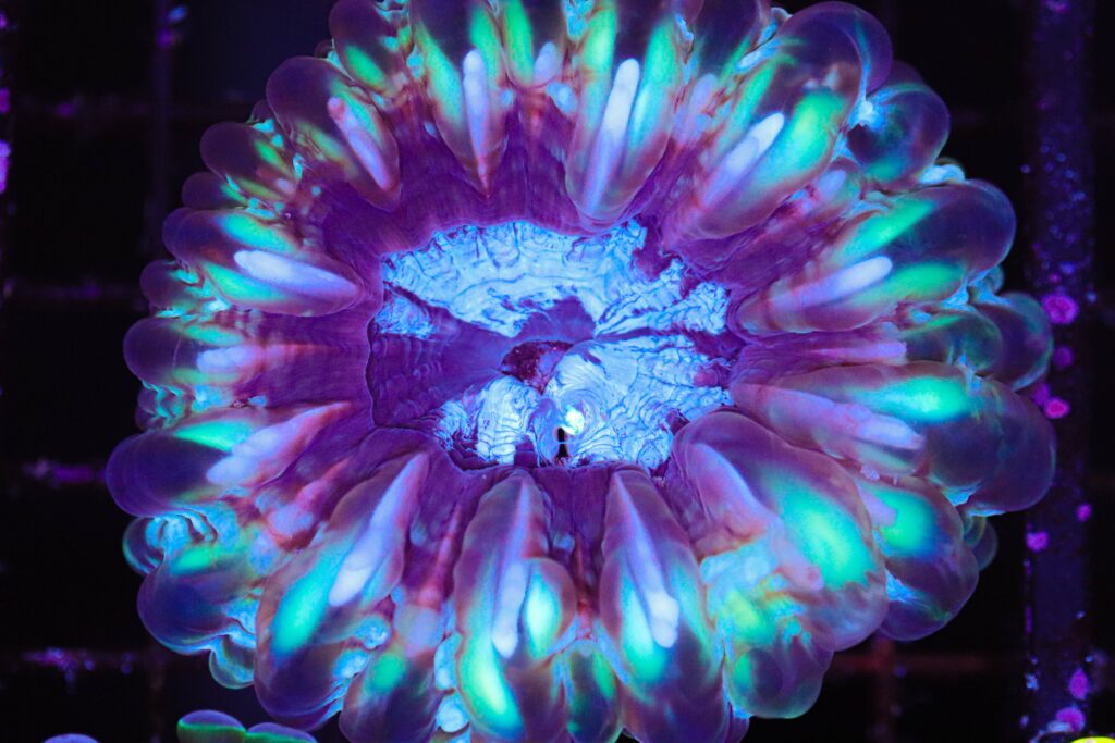 Frag Box Corals