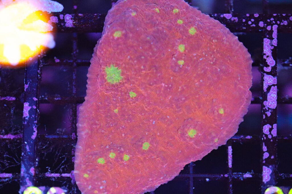 Frag Box Corals