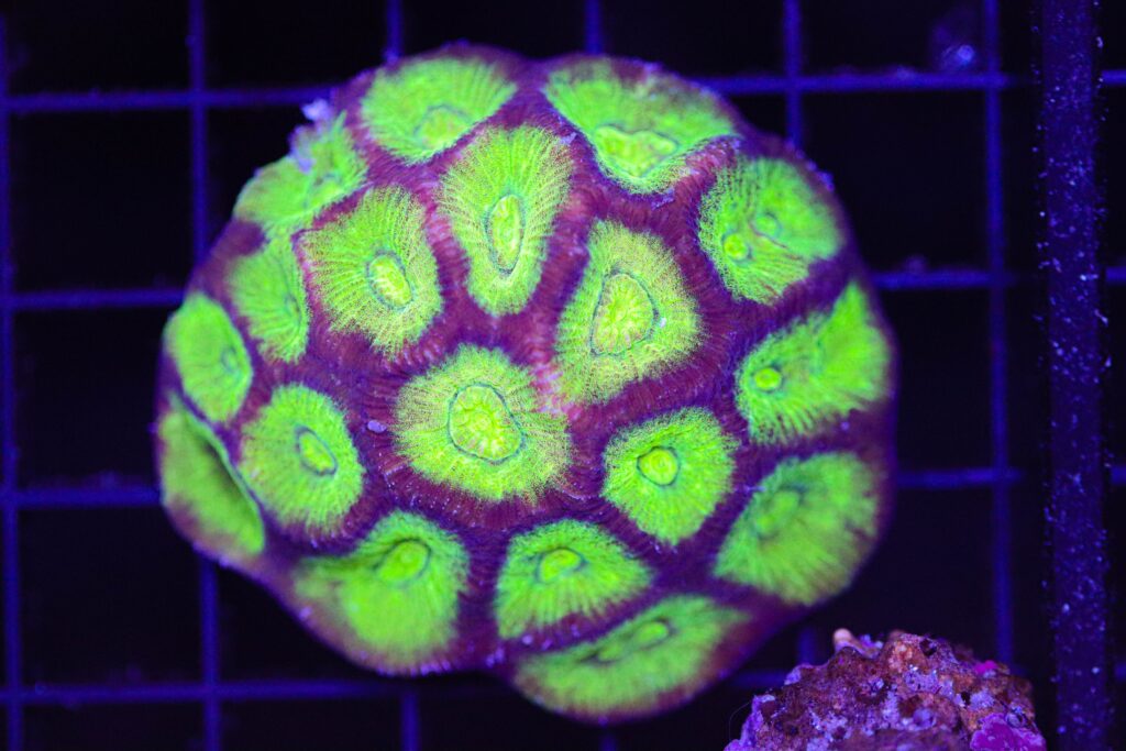 Frag Box Corals