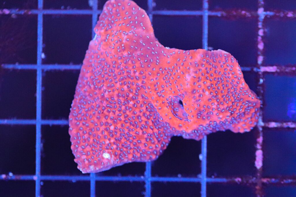 Frag Box Corals