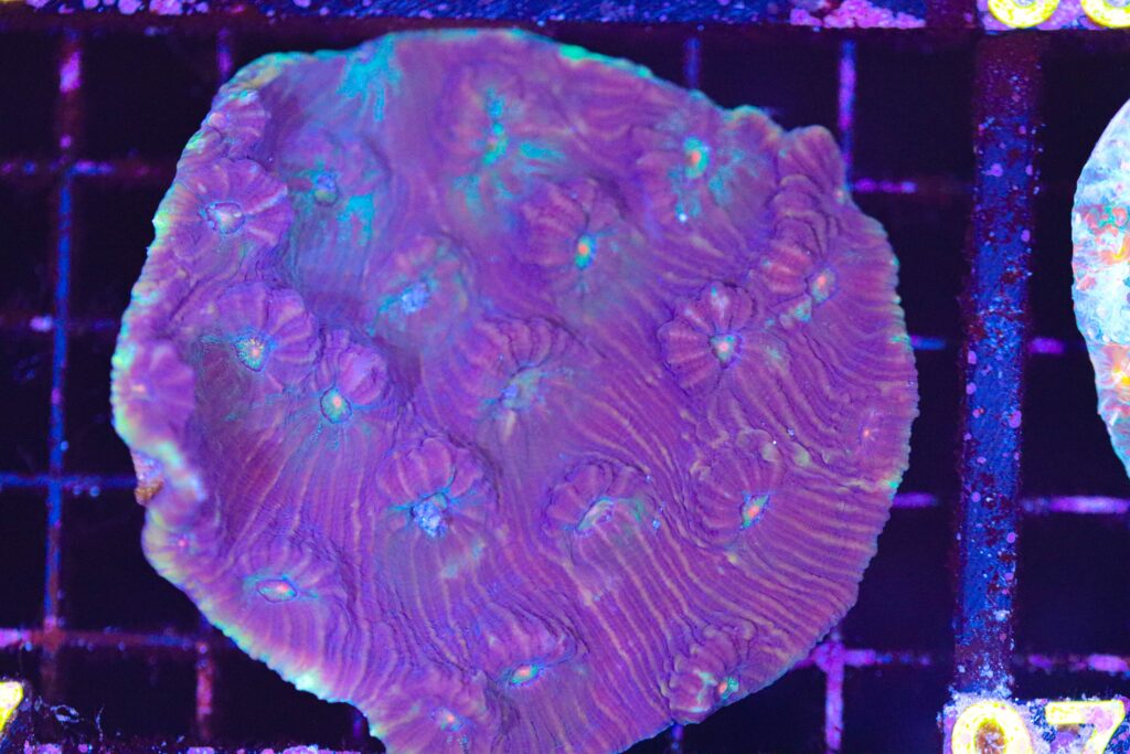Frag Box Corals