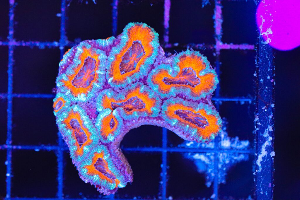 Frag Box Corals