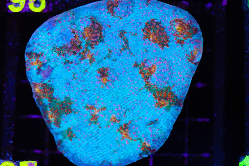 Frag Box Corals