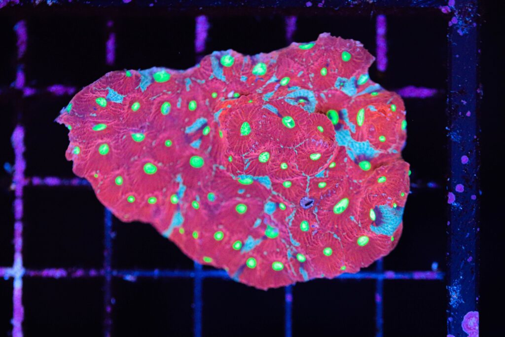 Frag Box Corals