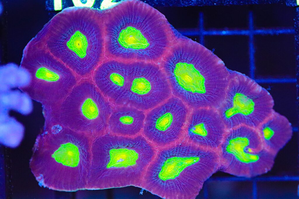 Frag Box Corals