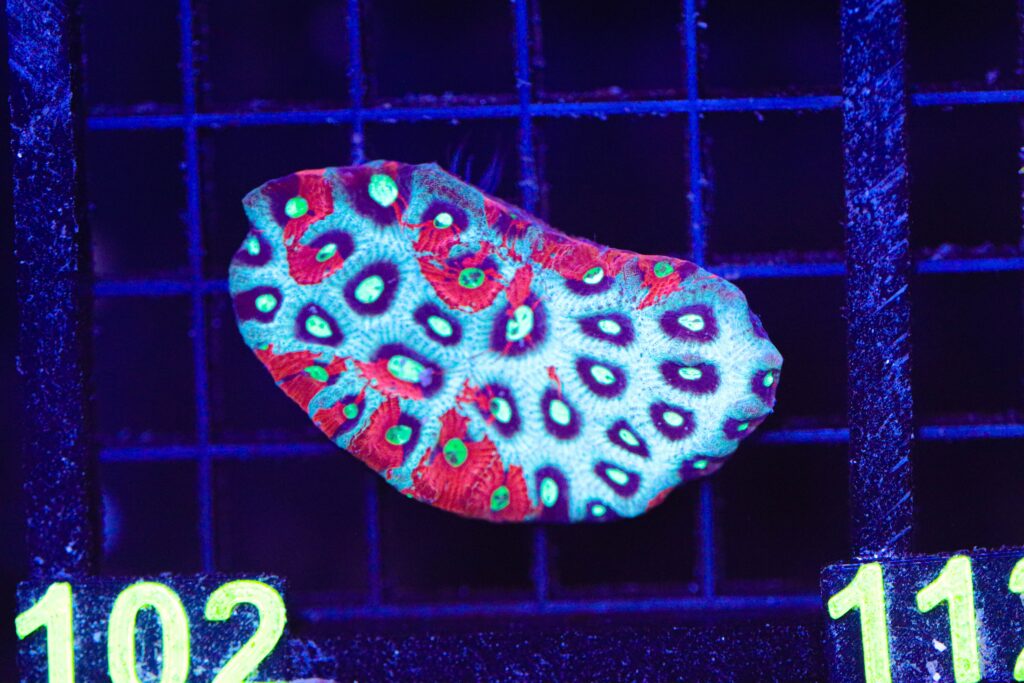 Frag Box Corals