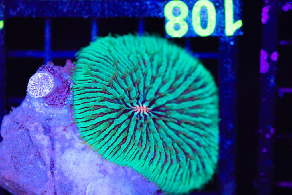 Frag Box Corals