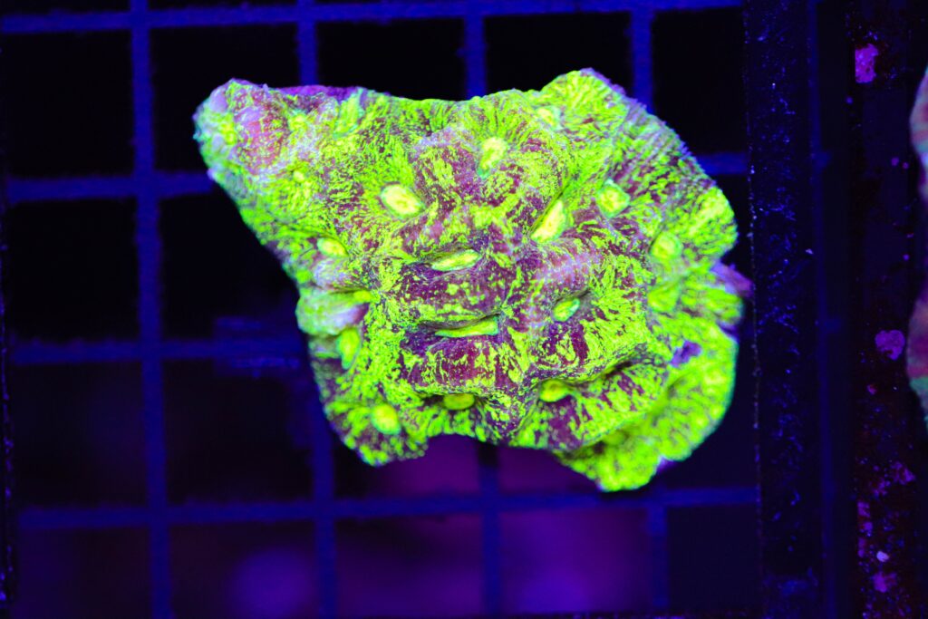Frag Box Corals