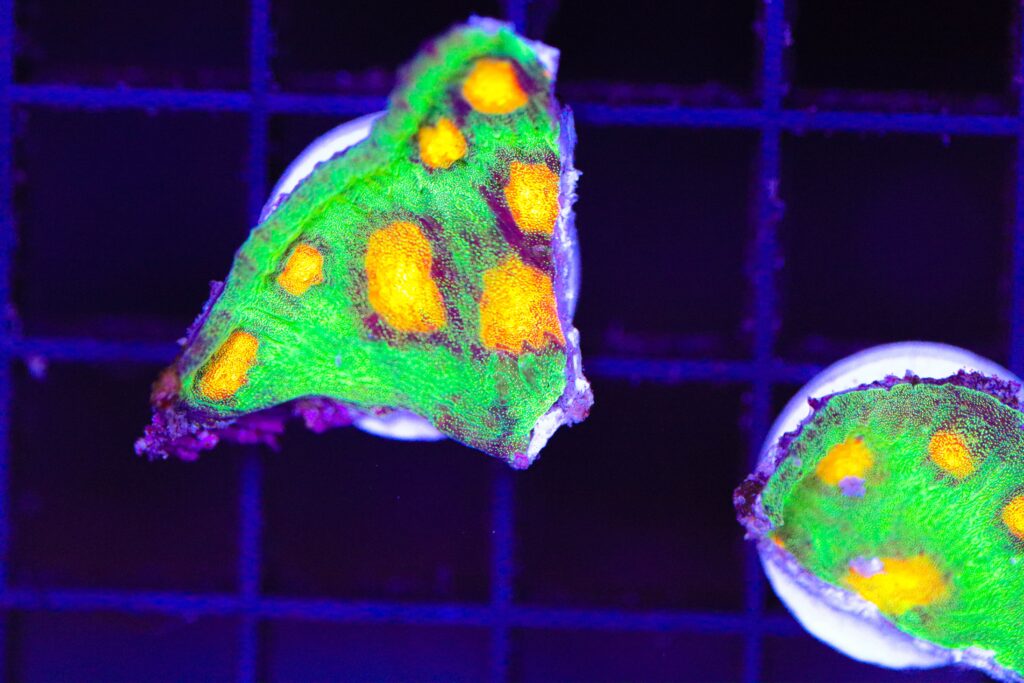 Frag Box Corals