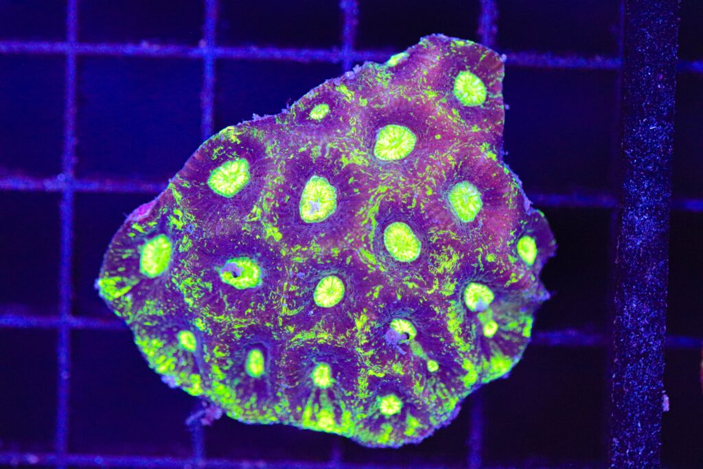 Frag Box Corals