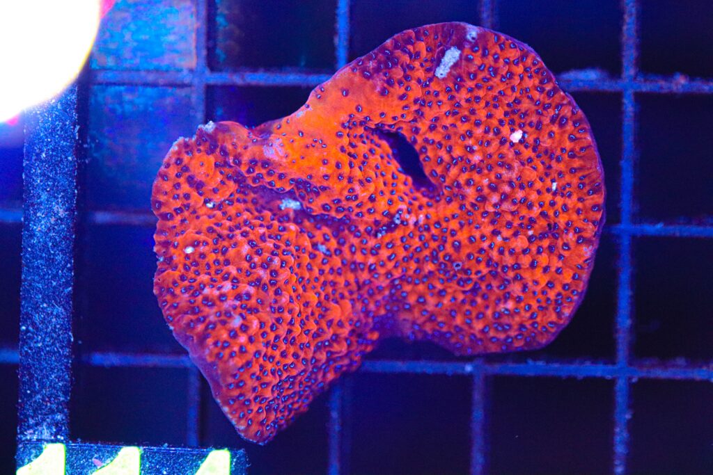 Frag Box Corals