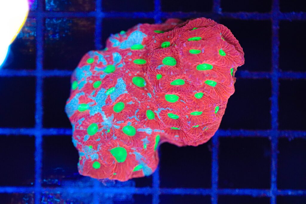 Frag Box Corals