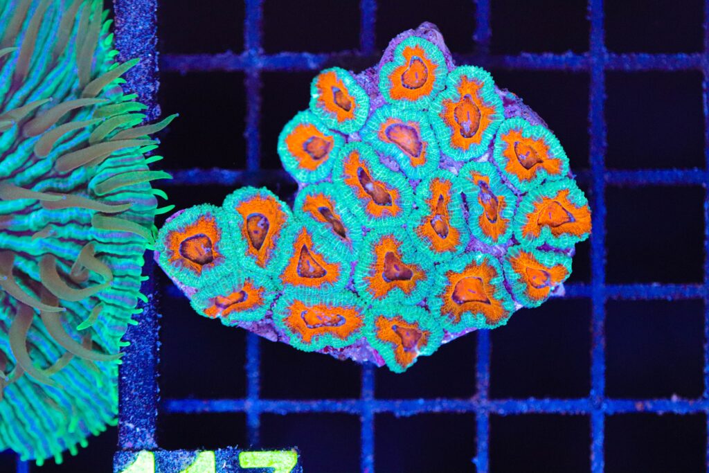 Frag Box Corals