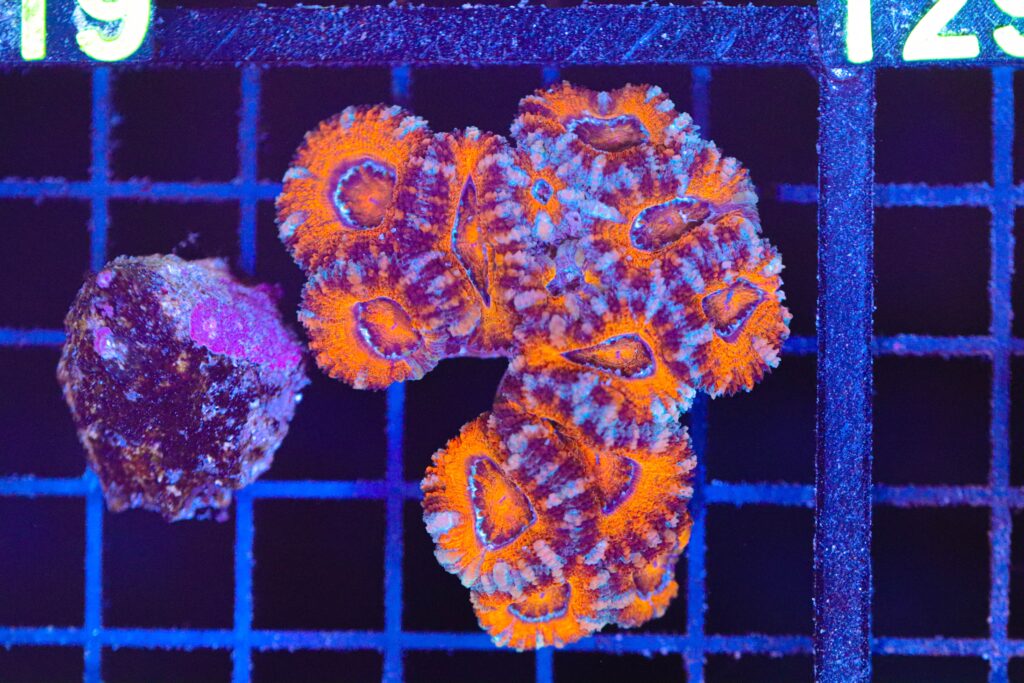 Frag Box Corals