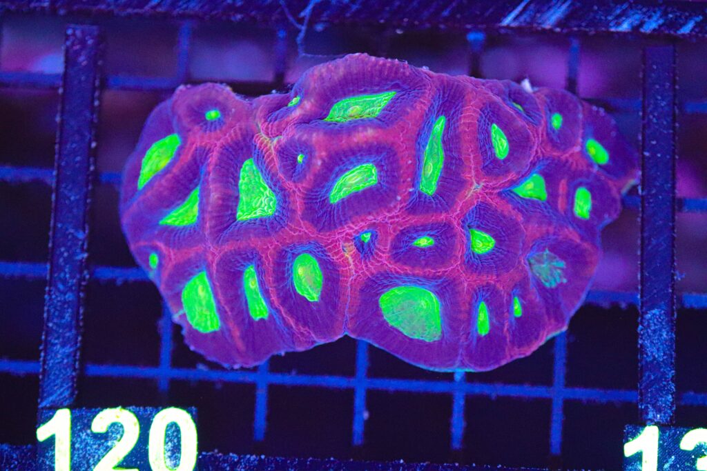 Frag Box Corals