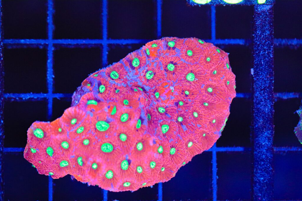 Frag Box Corals