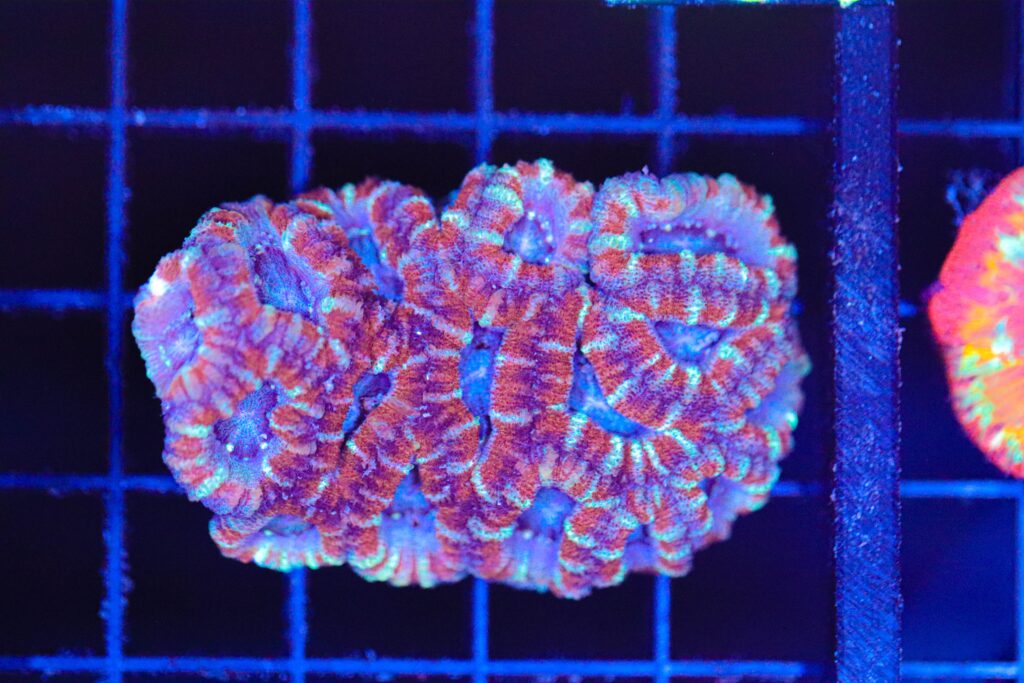 Frag Box Corals