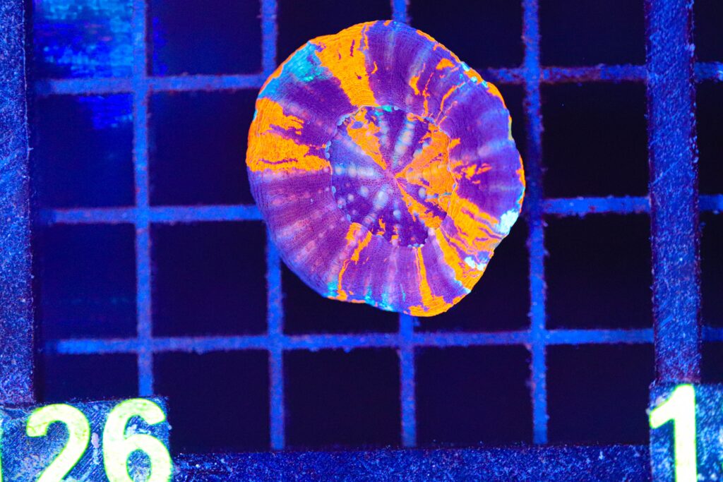 Frag Box Corals