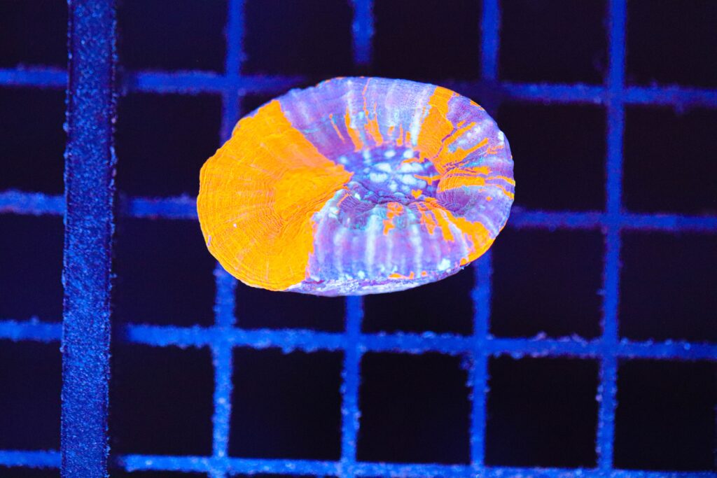 Frag Box Corals
