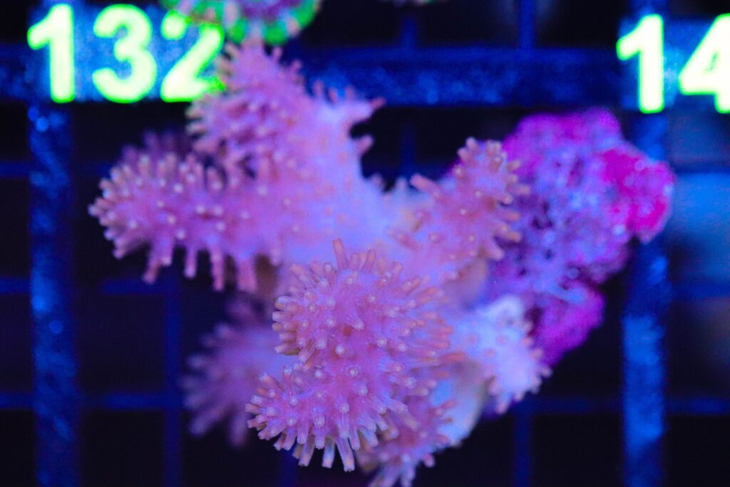 Frag Box Corals