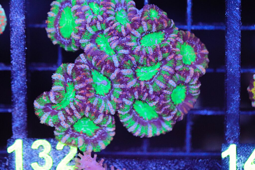 Frag Box Corals