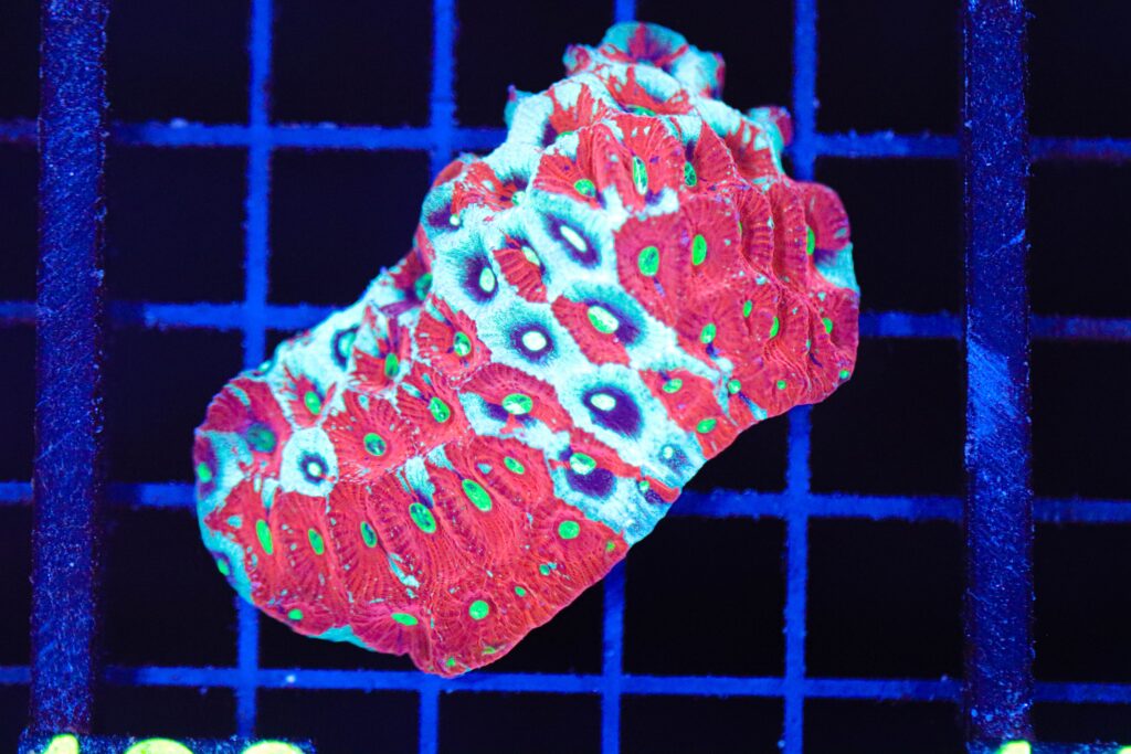 Frag Box Corals