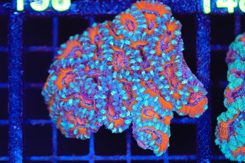 Frag Box Corals