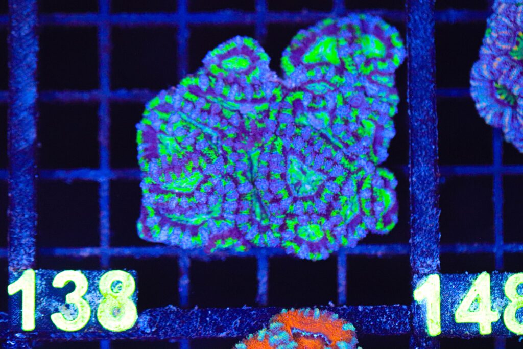 Frag Box Corals