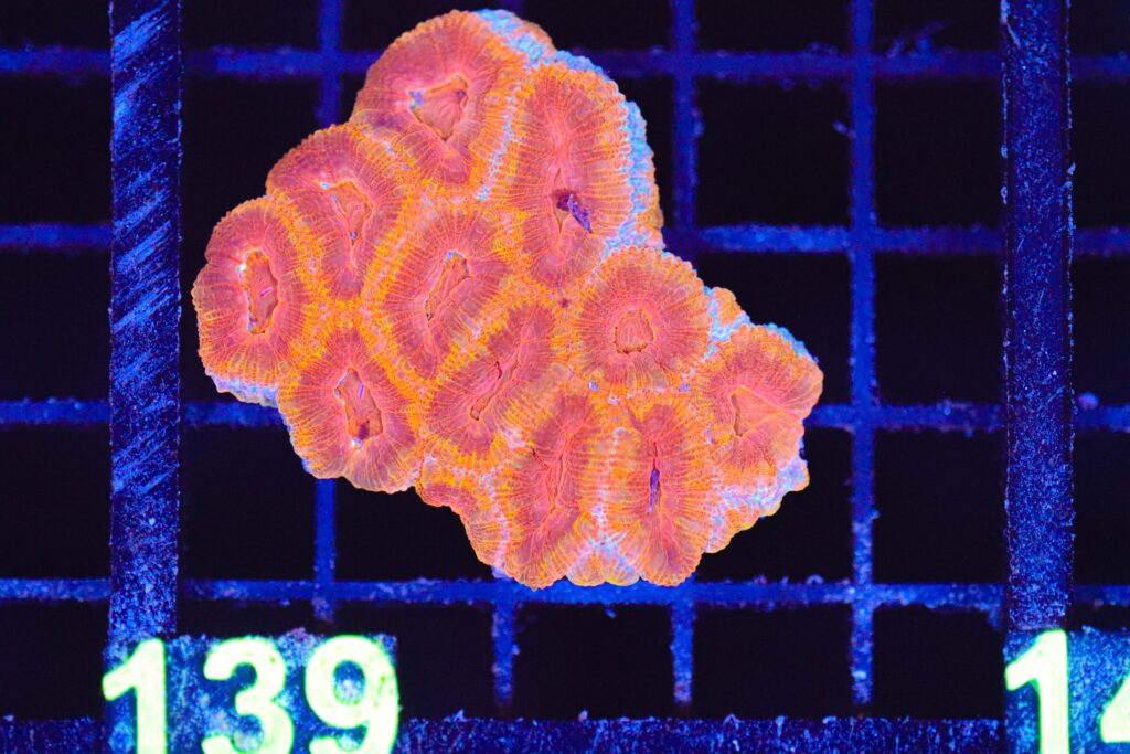 Frag Box Corals