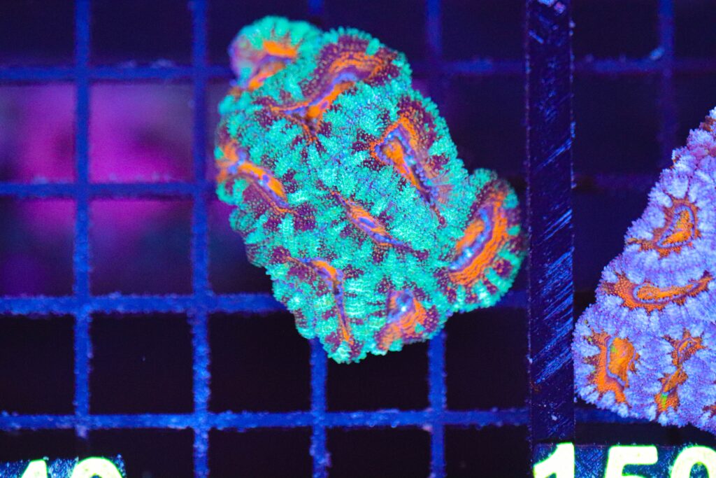 Frag Box Corals