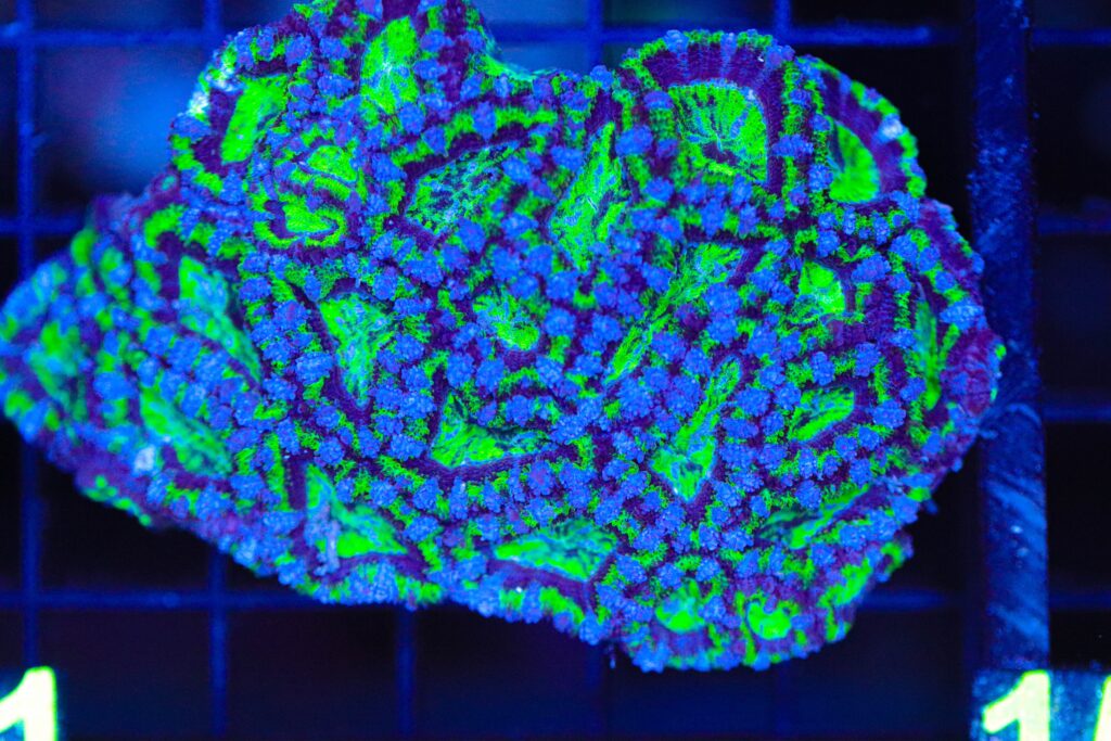 Frag Box Corals