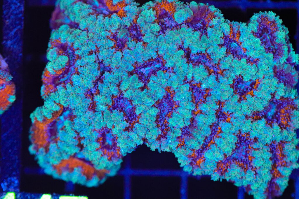 Frag Box Corals