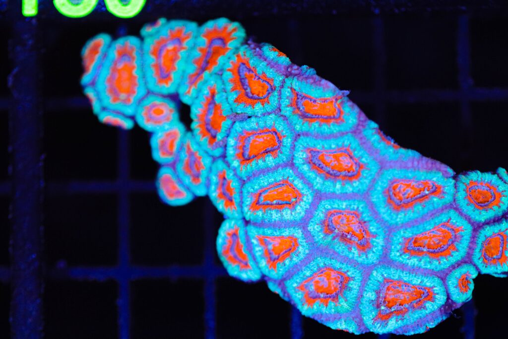 Frag Box Corals