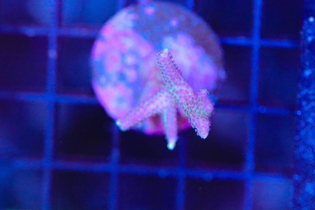 Frag Box Corals