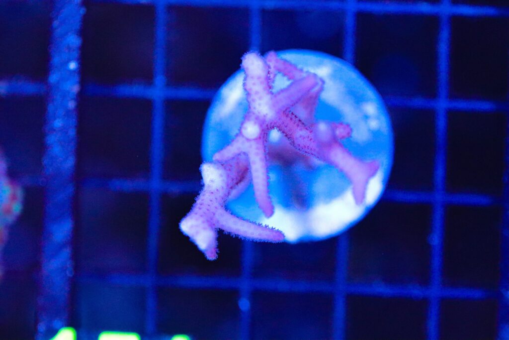 Frag Box Corals