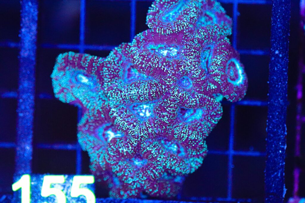 Frag Box Corals