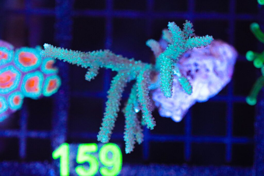 Frag Box Corals