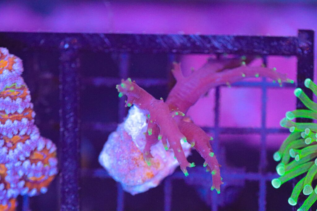 Frag Box Corals