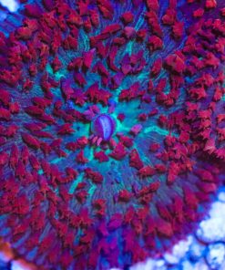 Firey St Thomas Mushroom