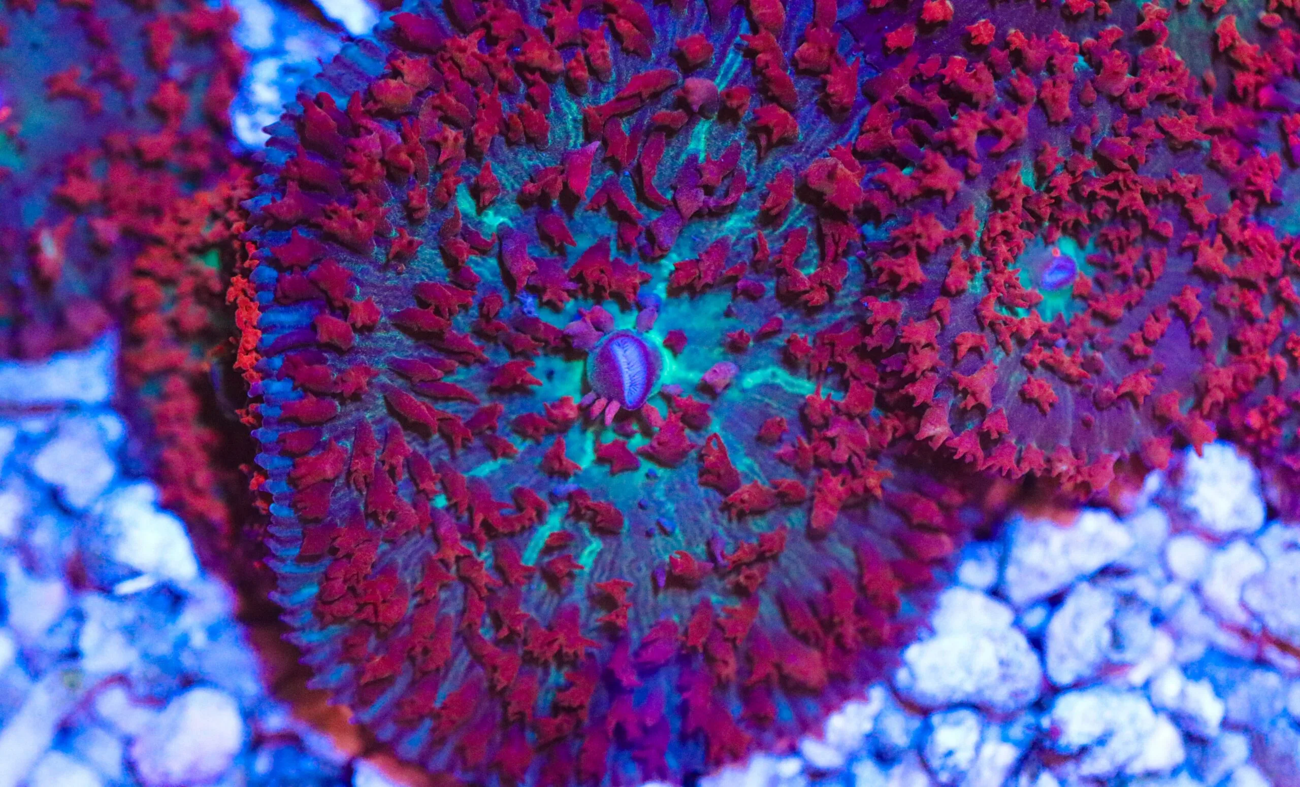 Frag Box Corals
