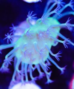 Waving Leather Coral Frag (Row #40) *Video Inside*