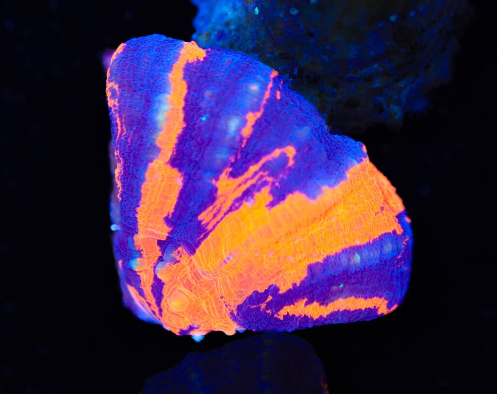 Frag Box Corals
