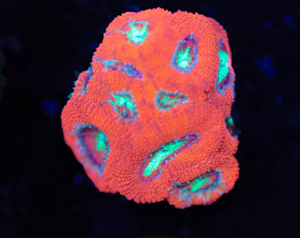 Frag Box Corals