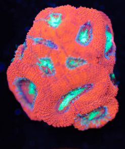 Acan Micromussa Frag (Row #51)