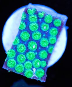 Kermit The Frog Cyphastrea Frag (Row #30)