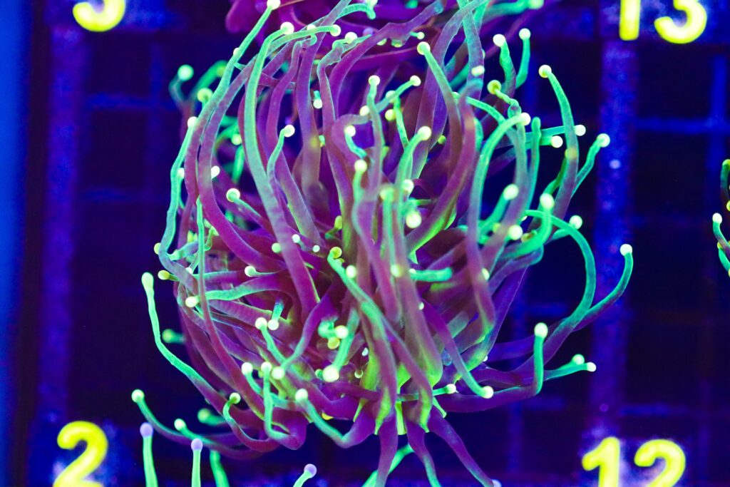 Frag Box Corals
