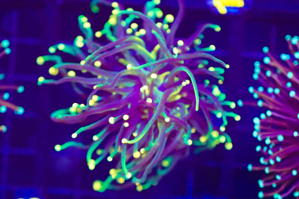 Frag Box Corals