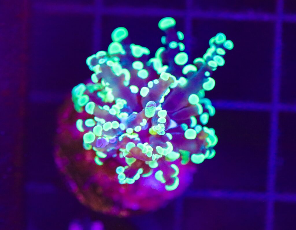 Frag Box Corals